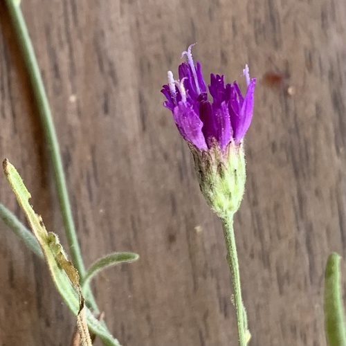 Polydora angustifolia image