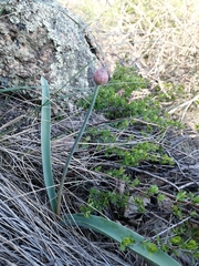 Allium tulipifolium