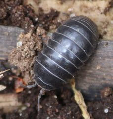 Armadillidium vulgare