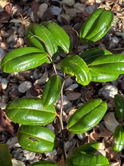 Sarcomphalus domingensis