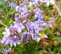 Veronica satureiifolia