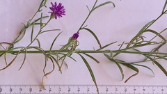 Polydora angustifolia image