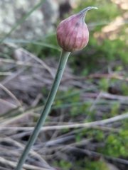 Allium tulipifolium