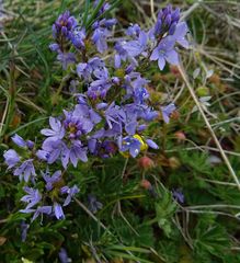 Veronica satureiifolia