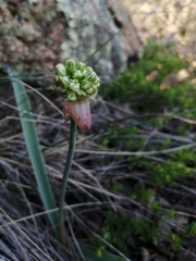 Allium tulipifolium