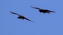 Corvus corax kamtschaticus