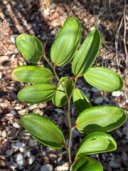 Sarcomphalus domingensis