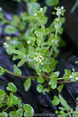 Cochlearia groenlandica