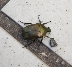 Pseudotorynorrhina japonica