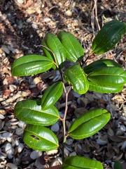 Sarcomphalus domingensis