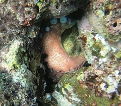 Image of Octopus hubbsorum
