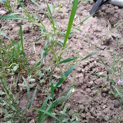 Holosteum umbellatum