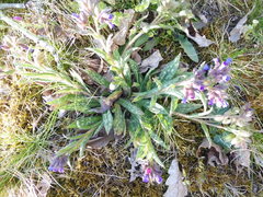 Pulmonaria longifolia