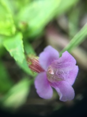 Limnophila aromatica