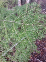 Abies balsamea image