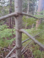 Abies balsamea image
