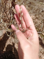 Cotoneaster scandinavicus