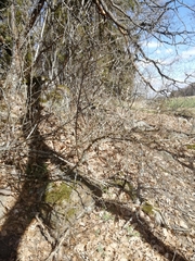 Cotoneaster scandinavicus