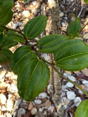 Sarcomphalus domingensis