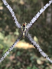 Argiope versicolor