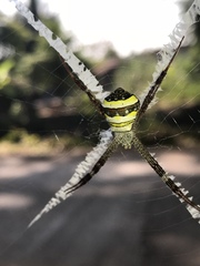 Argiope versicolor