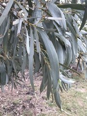 Acacia harpophylla
