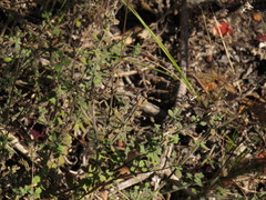 Chaenostoma hispidum