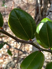 Sarcomphalus domingensis