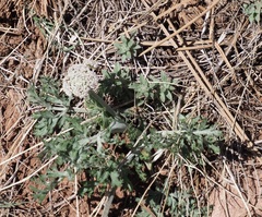Lomatium orientale