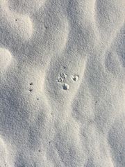 Peromyscus polionotus phasma