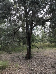Acacia harpophylla