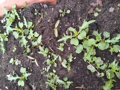 Brassica rapa nipposinica