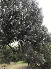 Acacia harpophylla