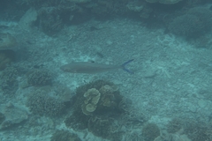 Scomberoides lysan