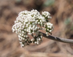 Lomatium orientale