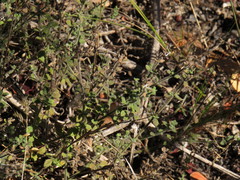 Chaenostoma hispidum