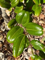 Sarcomphalus domingensis