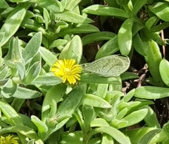 Leptosia alcesta inalcesta