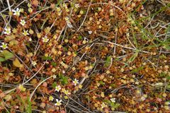 Saxifraga tridactylites