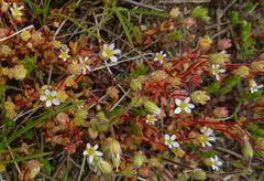 Saxifraga tridactylites