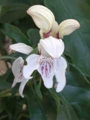 Justicia adhatodoides