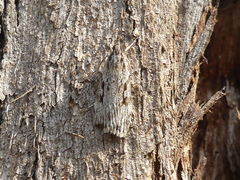 Scoparia ochrophara