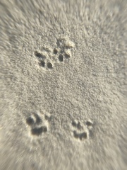 Peromyscus polionotus phasma