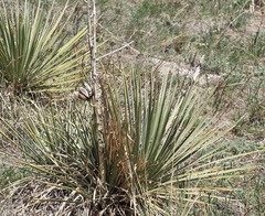 Yucca glauca