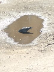 Columba livia domestica