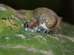 Mastophora phrynosoma