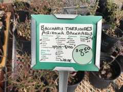 Baccharis thesioides