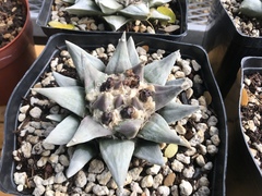 Ariocarpus retusus