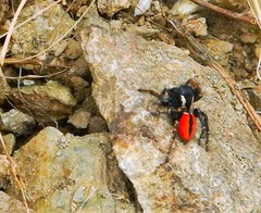 Philaeus chrysops
