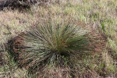 Elegia tectorum